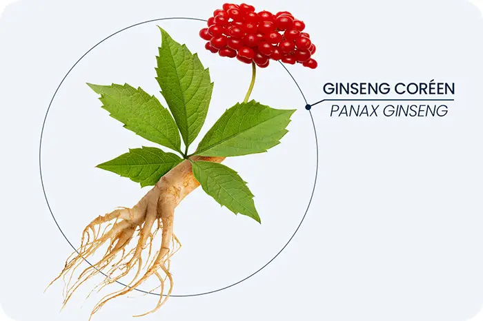 Ginseng Coréen